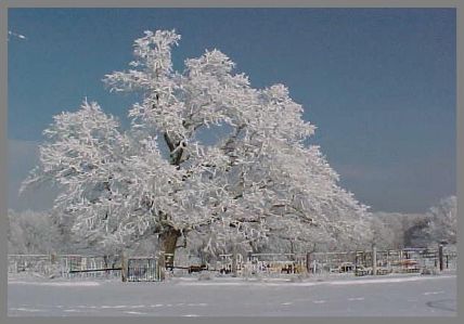 un arbre couvert de neige