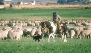 lamb, sheep